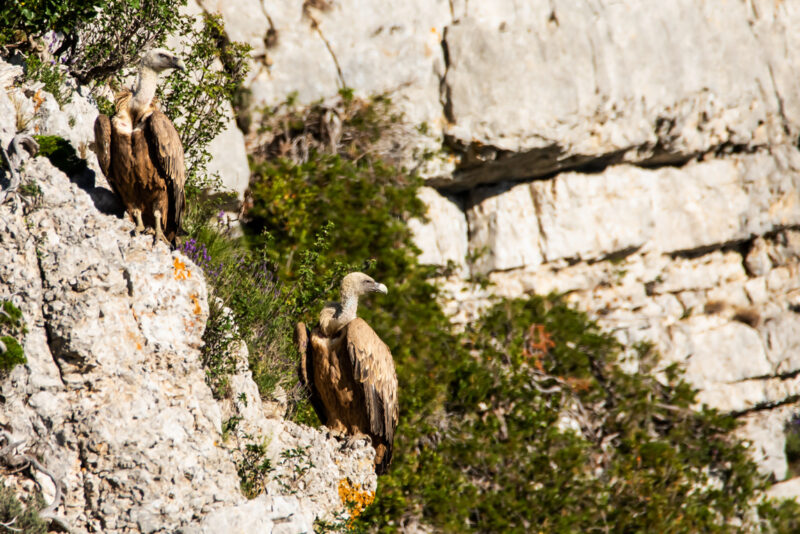 Vautours fauves posés
